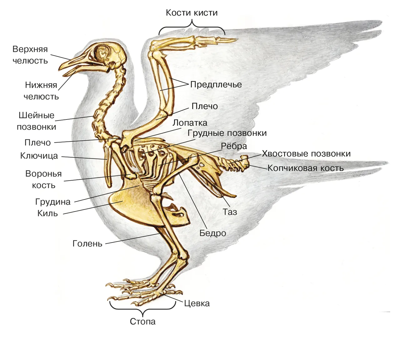 Грудные позвонки у птиц. Опорно двигательная система птиц скелет. Скелет птицы биология 8 класс. Скелет птицы биология 7 класс. Строение скелета птицы 7 класс биология.