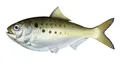 Менхэдены. Атлантический менхэден (Brevoortia tyrannus)