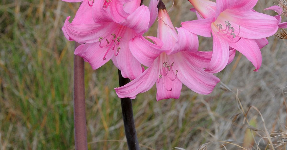 Амариллис белладонна. Большая российская энциклопедия