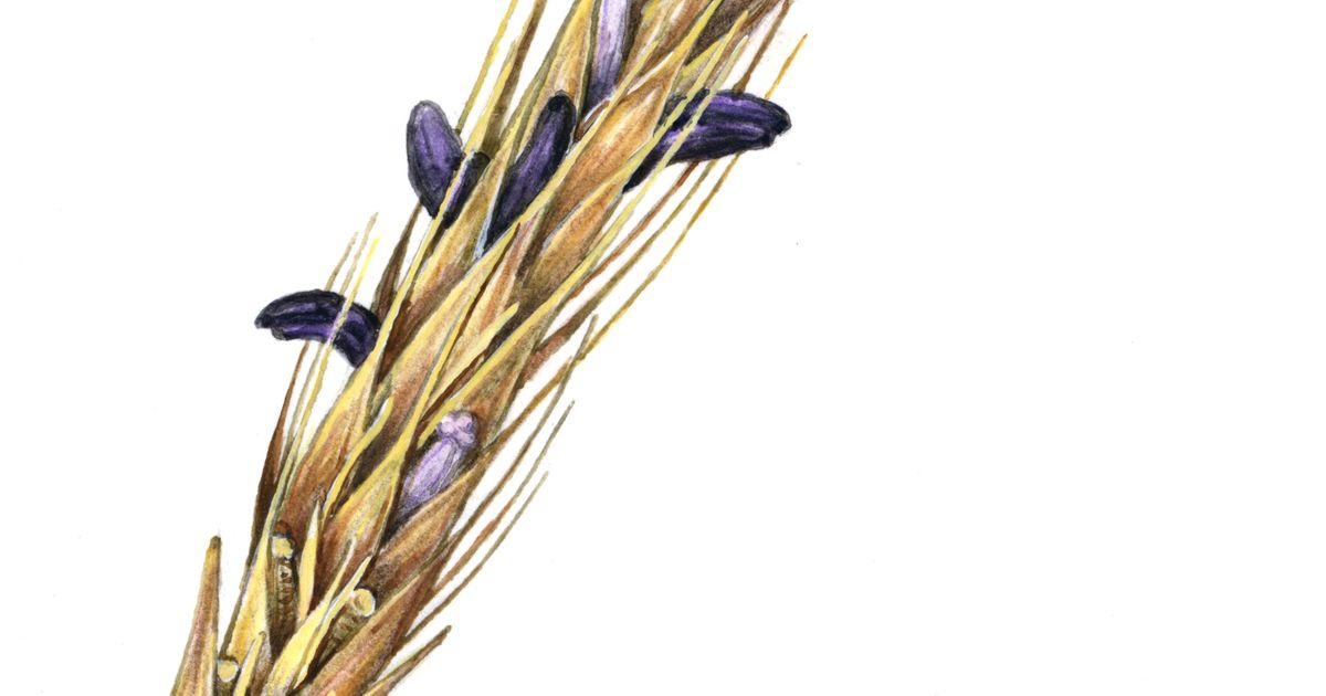 Спорынья. Большая российская энциклопедия