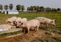 Выгульное содержание свиней