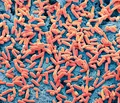 Электронная микрофотография популяции клеток кишечной палочки (Escherichia coli)
