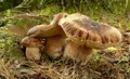Плодовые тела белого гриба (Boletus edulis)