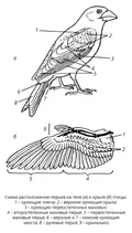 Схема расположения перьев на теле и крыле птицы.