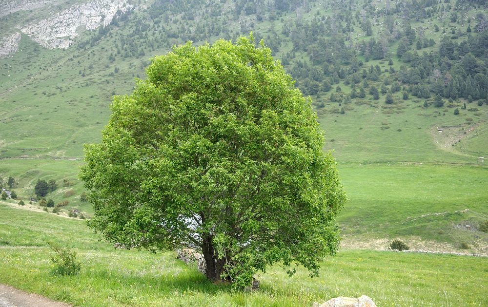 Ива козья. Большая российская энциклопедия