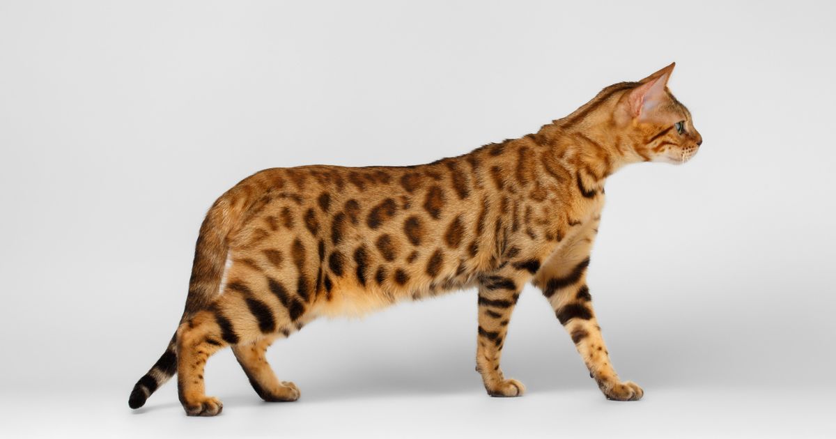 Домашняя кошка. Большая российская энциклопедия