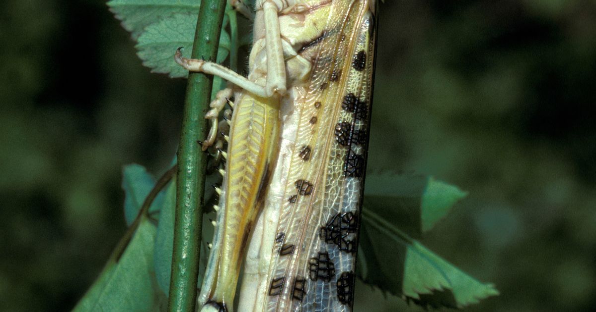 Пустынная саранча. Большая российская энциклопедия