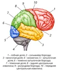 Боковая поверхность коры правого полушария головного мозга человека