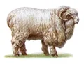 Ставропольская порода овец