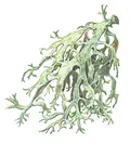 Эверния (Evernia). Эверния сливовая (Evernia prunastri)