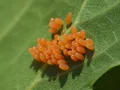 Тополевый листоед (Chrysomela populi). Кладка яиц