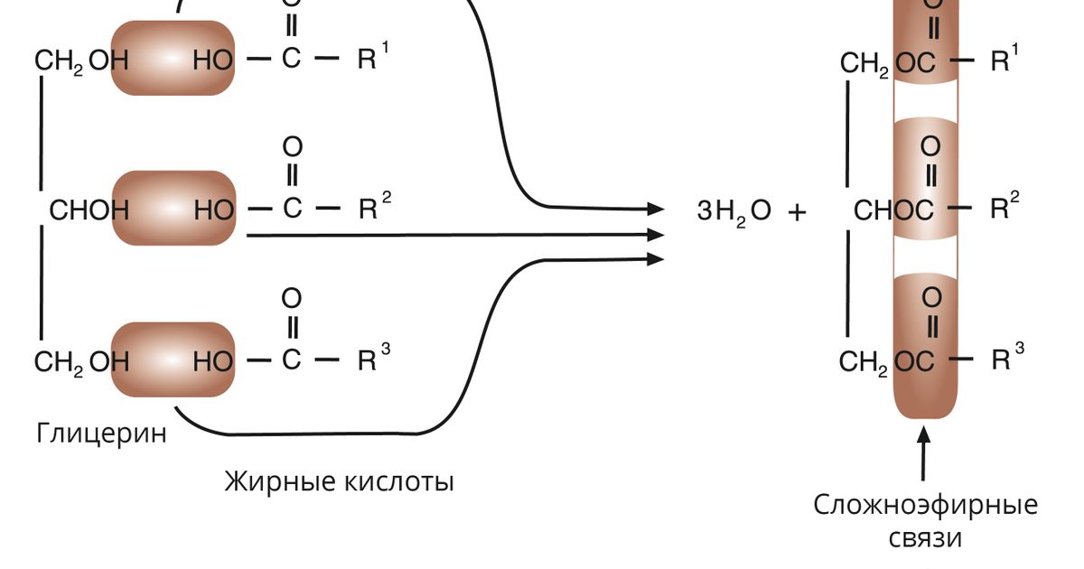 Липиды. Большая российская энциклопедия