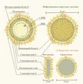 Схема строения вируса гепатита B (Hepatitis B virus)