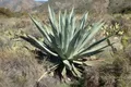 Агава американская (Agave americana)