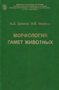 Морфология гамет животных