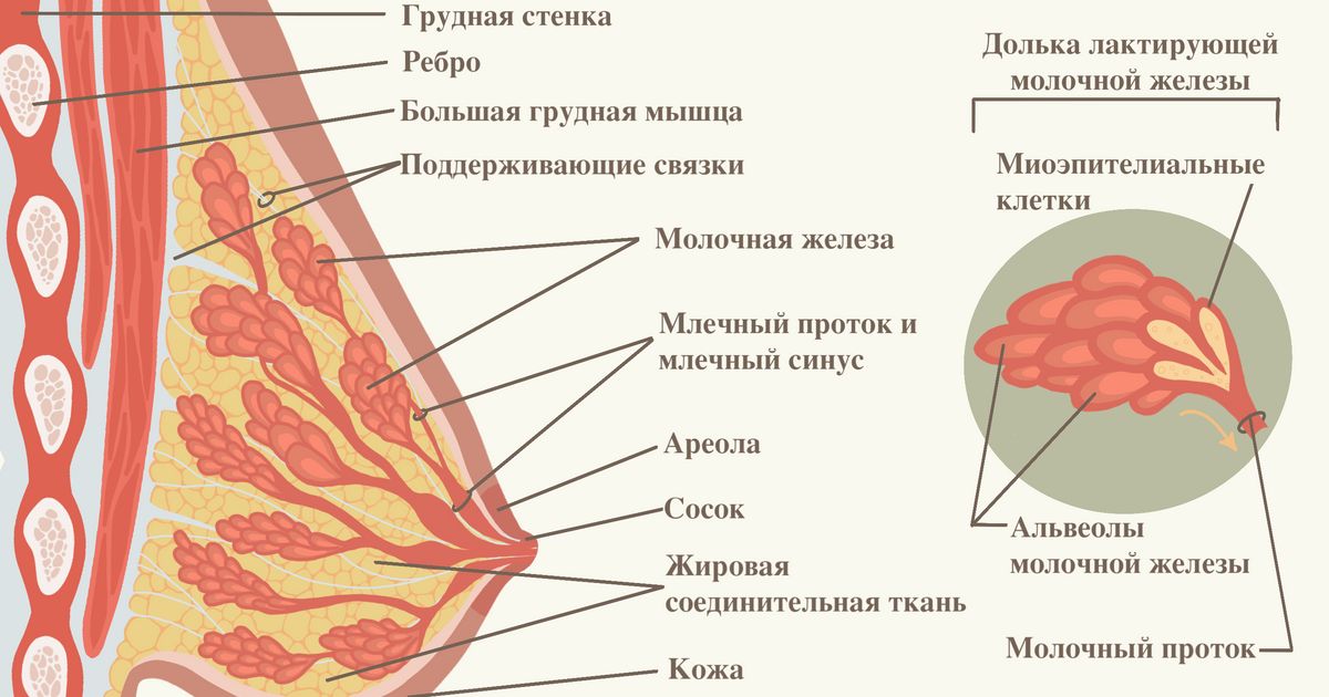 Молоко Из Женской Груди Фото