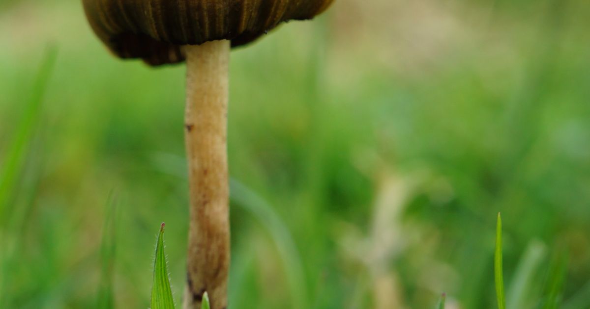 Псилоцибе. Большая российская энциклопедия