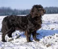 Немецкий спаниель