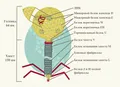 Схема строения фага лямбда (Escherichia virus Lambda)