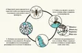 Жизненный цикл полиднавирусов (Polydnaviridae)