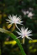 Эпифиллюм. Эпифиллюм Гукера (Epiphyllum hookeri)