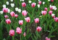 Тюльпан. Тюльпан Геснера (Tulipa gesneriana).