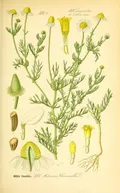 Ромашка аптечная (Matricаria chamomīlla). Ботаническая иллюстрация