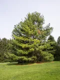 Сосна кедровая корейская (Pinus koraiensis)