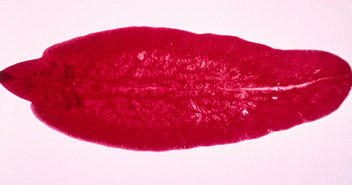 Фасциолёз у животных. Большая российская энциклопедия