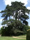 Сосна Палласа (Pinus nigra subsp. pallasiana)
