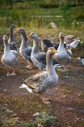 Шадринская порода гусей в Уральских горах