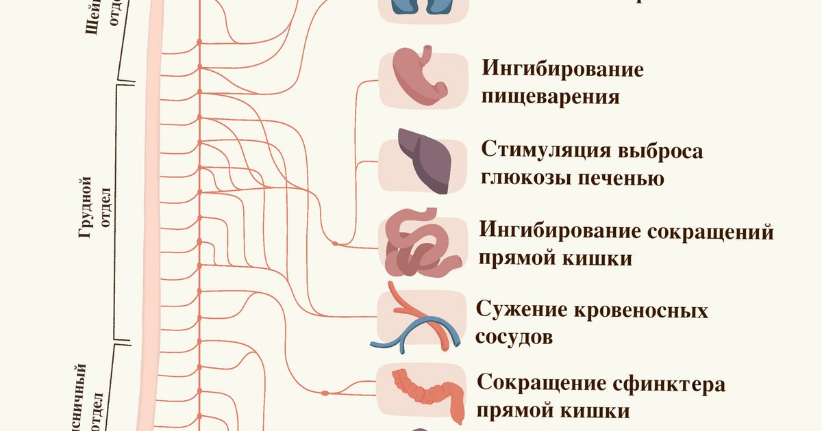 Симпатическая нервная система. Большая российская энциклопедия