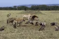 Лев (Panthera leo) и пятнистые гиены (Crocuta crocuta). Пример нахлебничества