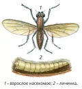 Луковая муха (Delia antiqua). Фазы развития