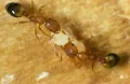 Фараоновы муравьи (Monomorium pharaonis)