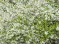 Принсепия одноцветковая (Prinsepia uniflora). Цветение