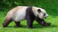 Большая панда (Ailuropoda melanoleuca) в движении