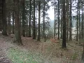 Ельник на территории национального парка Норт-Йорк-Мурс (Великобритания)