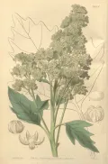 Квиноа (Chenopodium quinoa). Ботаническая иллюстрация
