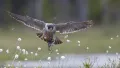  Сапсан (Falco peregrinus) с добычей