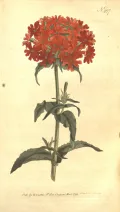 Лихнис халцедонский (Lychnis chalcedonica)