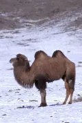 Бактриан (Camelus bactrianus)  