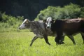 Моцион крупного рогатого скота