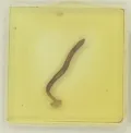 Цестода Caryophyllaeus laticeps