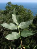 Фисташка туполистная (Pistacia atlantica subsp. mutica). Лист