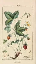 Земляника лесная (Fragaria vesca) 