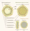 Схема строения вируса гепатита B (Hepatitis B virus)