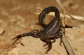 Толстохвостый скорпион (Androctonus crassicauda)