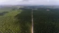 Плантации масличной пальмы (Индонезия)