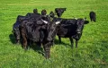 Японская чёрная порода крупного рогатого скота